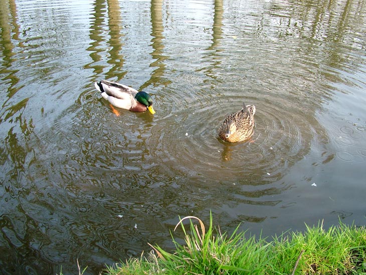 Feeding a couple of ducks